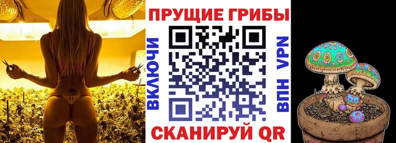 Псилоцибиновые грибы Psilocybine cubensis  Нягань 